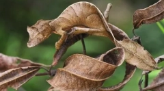 Top 10 podivných a úžasných bytostí z madagaskaru